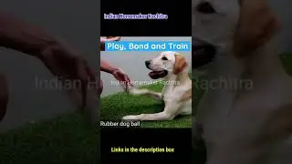New gadgets must have for dogs | dogs items | New gadgets for pet owners | Dogs videos #shorts