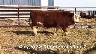 City View Simmentals Lot 7