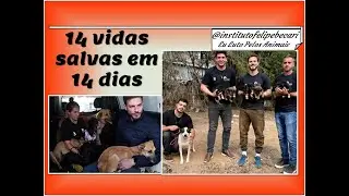 14 vidas salvas em 14 dias pelo @institutofelipebecari #eulutopelosanimais  #luteporalgo #ajude