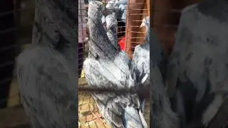 Saharanpuri pigeon || Taharpur pigeon market #pigeons #bird #taharpur