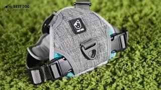 IN . LINE non pull dog harness | BAUMUTT