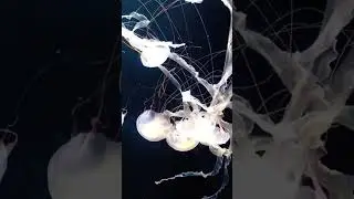 Beautiful Jellyfish #shorts #youtube #nature #ocean