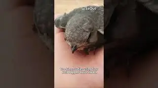 birds that stays airborne for months