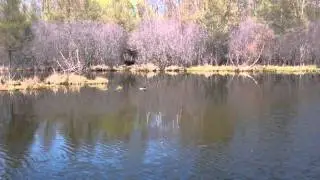 Minnesota Loon Sighting - Breezy Point Resort