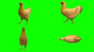 Hen green screen no copyright (Chroma key)