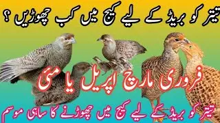 Teetar bareed kab karty hai | Mada teetar egg kab dety hai | Teetar bareeding season in urdu
