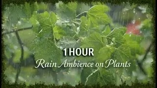 🌧️ 1 Hour Rain on Plants | Calming Nature Sounds for Sleep & Relaxation