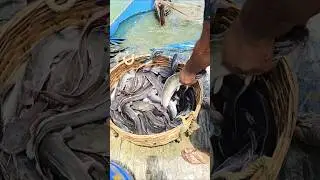 Big Catfish loding. #foryou #viralvideo #catfishfish.