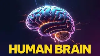 The Human Brain 🔥: Full Explanation in Just 10 Minutes!