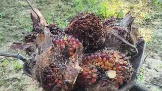 vlog pertama kuli sawit #kulisawit #pejuangkeluarga #pejuangringgit 