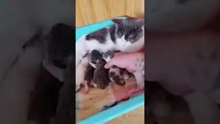 don't touch my baby#cat #subscribe