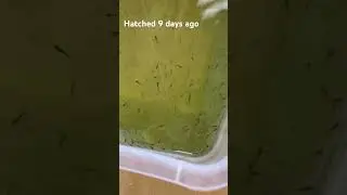 Goldfish Fry feeding spirulina only, no baby brine shrimp. How will they turn out?
