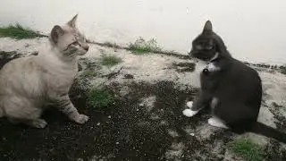 Cat dating