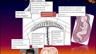 The Structure and Function of the Placenta (IB Biology)