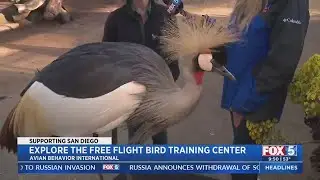 Exploring The Free Flight Bird Training Center