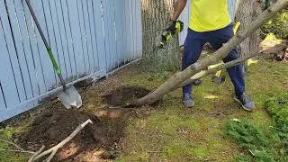 Cutting Down a Tree with RYOBI ONE+ HP One-Handed Saw in 15 minutes