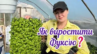 Фуксія. Особливості вирощування квітки