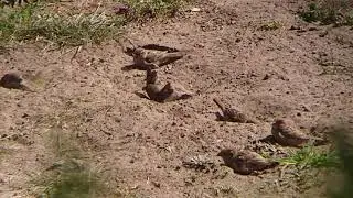 Sparrows bathing in the sand / Sperlinge baden im Sand