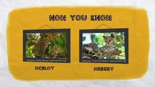Ocelot & Margay: Two closely related species living in the same area, eating different prey species