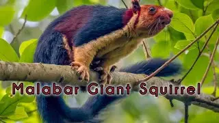 Malabar Giant Squirrel | A Beautiful Wildlife | 4K