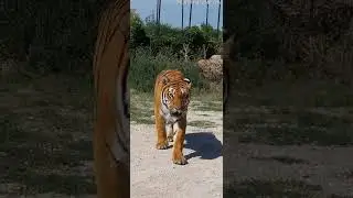 Tiger Punctures Tire at Safari Park || ViralHog