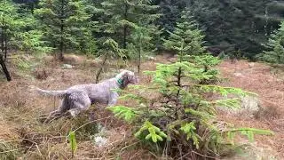 Chasse à la bécasse en Irlande