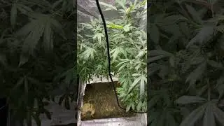 I don&rsquo;t water my plants everyday week 7 of flower  #short