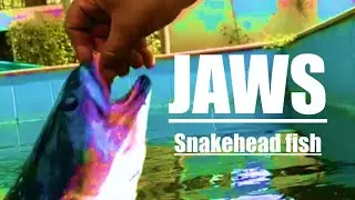 Jaws | Snakehead Jaws Jump | Hand Feeding Snakehead | Jaws Theme | Face-Off with Snakehead