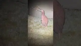 Kiwi screaming  #viral #foryou #kiwi #shorts #funny #memes