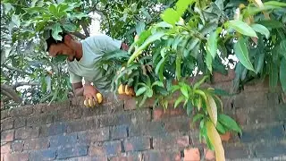Mango ke liye Diwar hi kood gya Bhai 😎