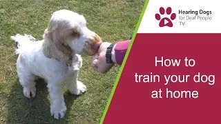 Hearing Dogs TV S2 E5: how to train your dog from home