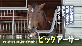 【ビッグアーサー】サクラバクシンオーの後継として、短距離界に新星を送り続ける種牡馬