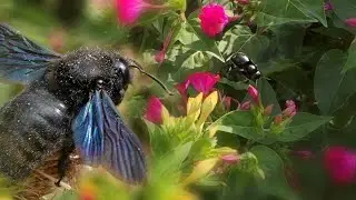 Violet Carpenter Bee and Bella di Notte Flowers (in Slow Motion)