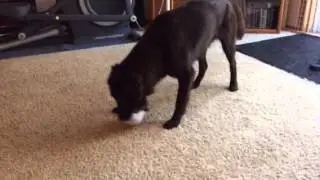 Zuri 