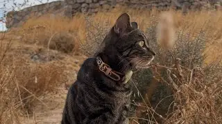 Travel Around the World with Cat，Madrid, Spain.跟海棠的环球旅行，欧洲之门西班牙马德里
