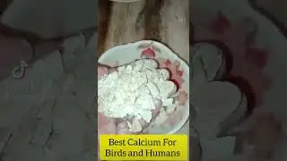 Best Calcium Powder for birds |#birds #parrots #finch #dove #java #lovebird|