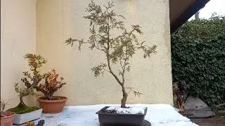 Tuja,,Globosa'' aktualizacja oraz sianie nasionek,,osakazuki''