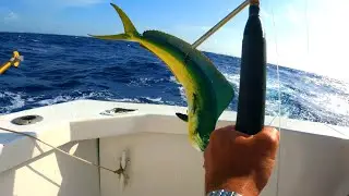 Puerto Morelos, Cancun - Deep sea fishing, Sport fishing 2023