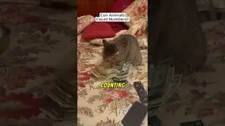 Can Animals Count?