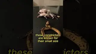 Fascinating Ball Pythons: Gentle Giants of the Reptile World #shorts #nature #animals #ballpython