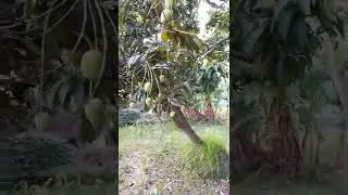 आम की अच्छी वैरायटी 🥭🥭 aam ki unnat kismen | mango best variety #mango