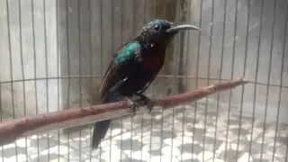 BURUNG KOLIBRI KING KONIN