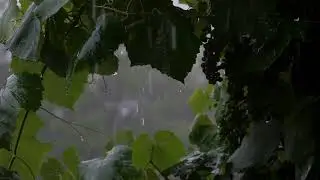 Night Rain Falling on Grapevine Leaves