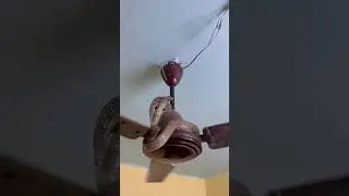 Snake On The Fan 😱🐍सबसे अद्भुत नाग का पंखे पर कब्जा देख आपके होश उड़ जाएँगे 😰  #shorts #youtube