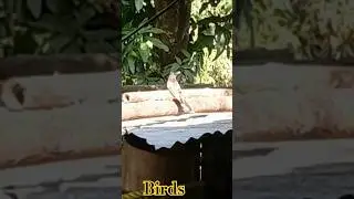#birdseating #birds #nature #wildlife