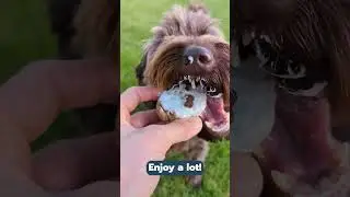 Easy Pupcake Recipe!