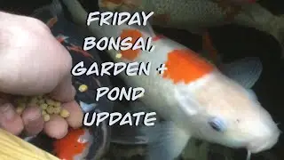 Friday Bonsai, Garden & Pond Update ( 29/01/2021 Koi, UK)