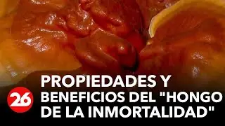Revelan propiedades y beneficios del 