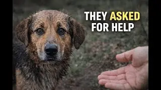 5 Moments When Animals Trusted Humans