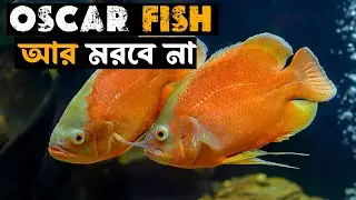 কিভাবে বাঁচাবেন আপনার রাক্ষসী মাছকে।।How to care Your Oscar fish in Bangla.[ENGLISH Subtitle]